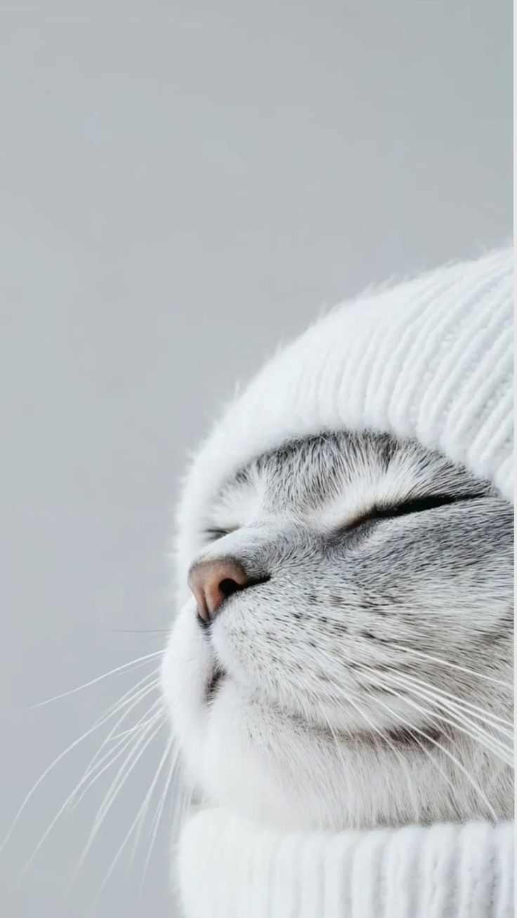 Участник KOSHKA10 ,женщина ,50, hidden | НашЧат.РФ