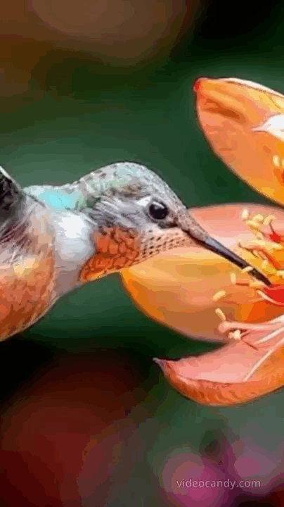Участник COLIBRI ,женщина  hidden | НашЧат.РФ