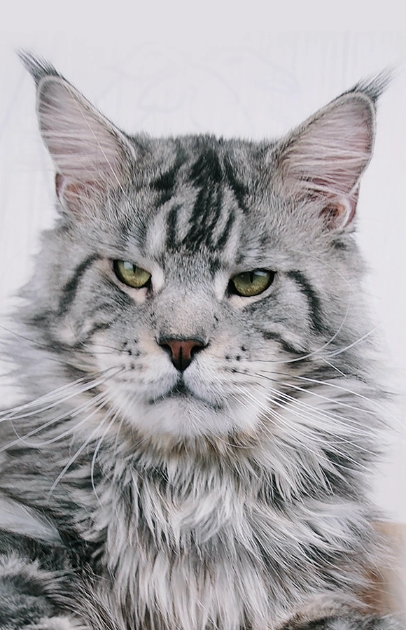 Участник ALEKSKS(32) ,мужчина ,31,  | НашЧат.РФ