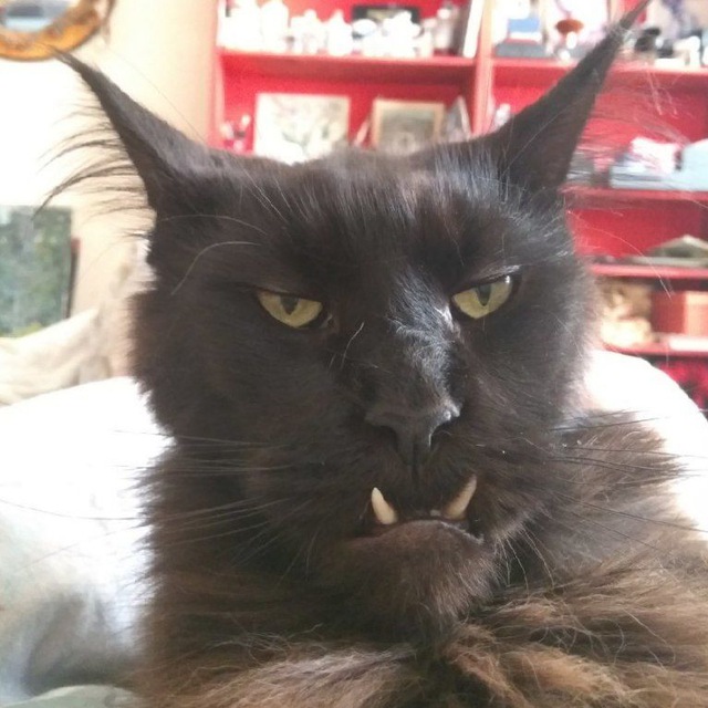 Участник ALEKSKS(32) ,мужчина ,31,  | НашЧат.РФ