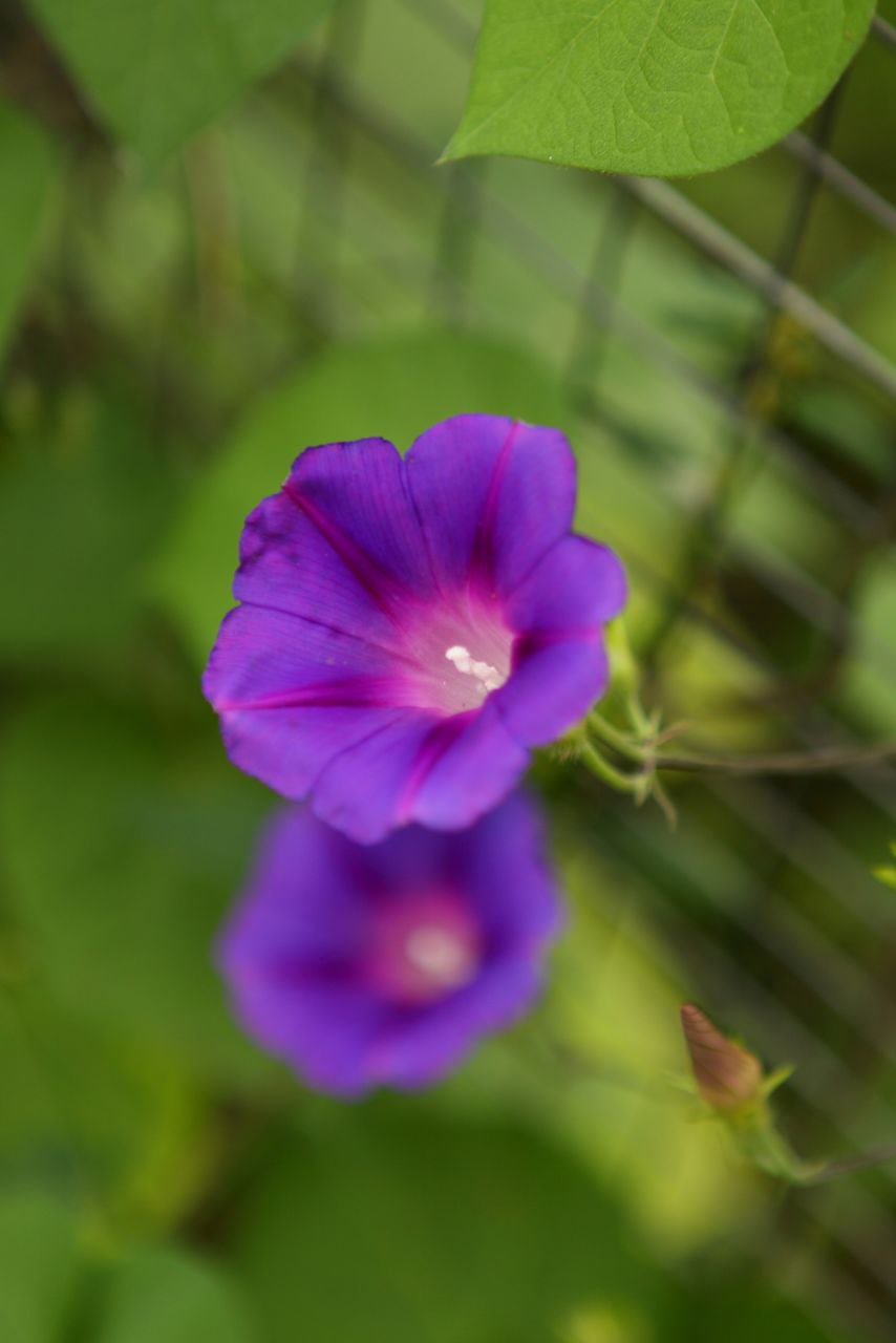 Участник SWEET_N ,женщина  VelikyNovgorod | НашЧат.РФ