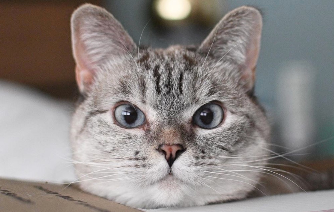 Участник WILL(4) ,мужчина  Amsterdam | НашЧат.РФ