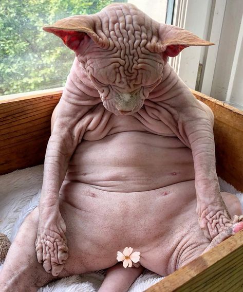 Участник KOT_BEGEMOT(2) ,мужчина ,46,  | НашЧат.РФ