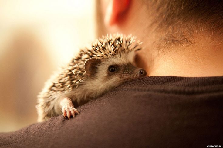 Участник JOKER92 ,мужчина ,30, Moscow | НашЧат.РФ