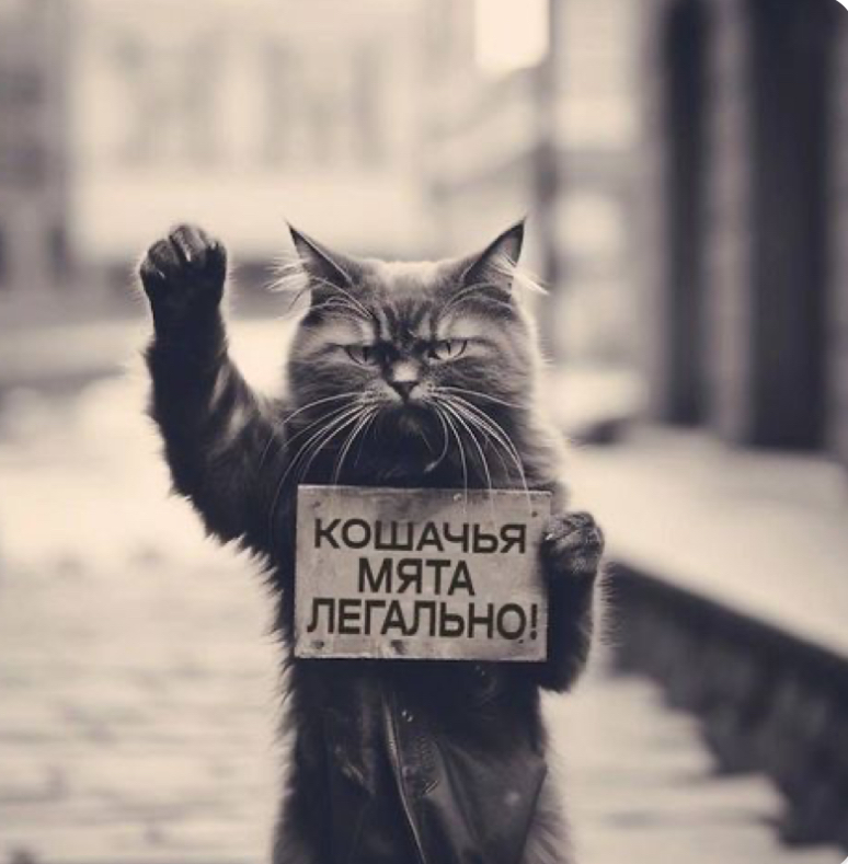 Участник WHALE(2) ,мужчина ,80, Moscow | НашЧат.РФ