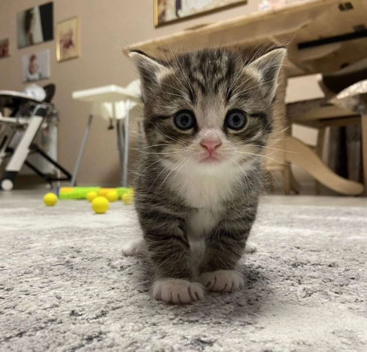 Участник FLUTTERSHY ,мужчина ,27, Tiraspol | НашЧат.РФ