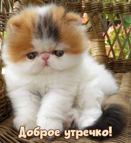 Участник VIRGAN ,мужчина ,42, Moscow | НашЧат.РФ