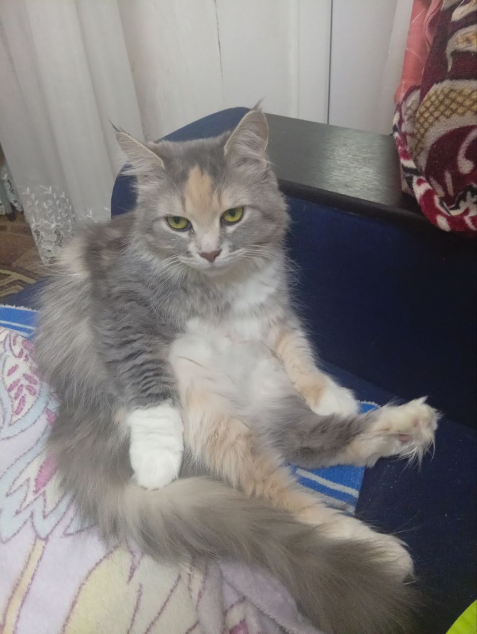 Участник ANBREY   StPetersburg | НашЧат.РФ