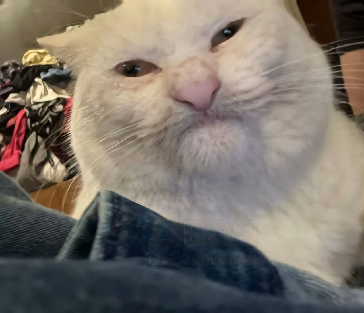 Участник SNOWLY ,мужчина ,30,  | НашЧат.РФ