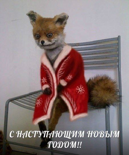 Участник FOXTHROAT ,мужчина  Moscow | НашЧат.РФ