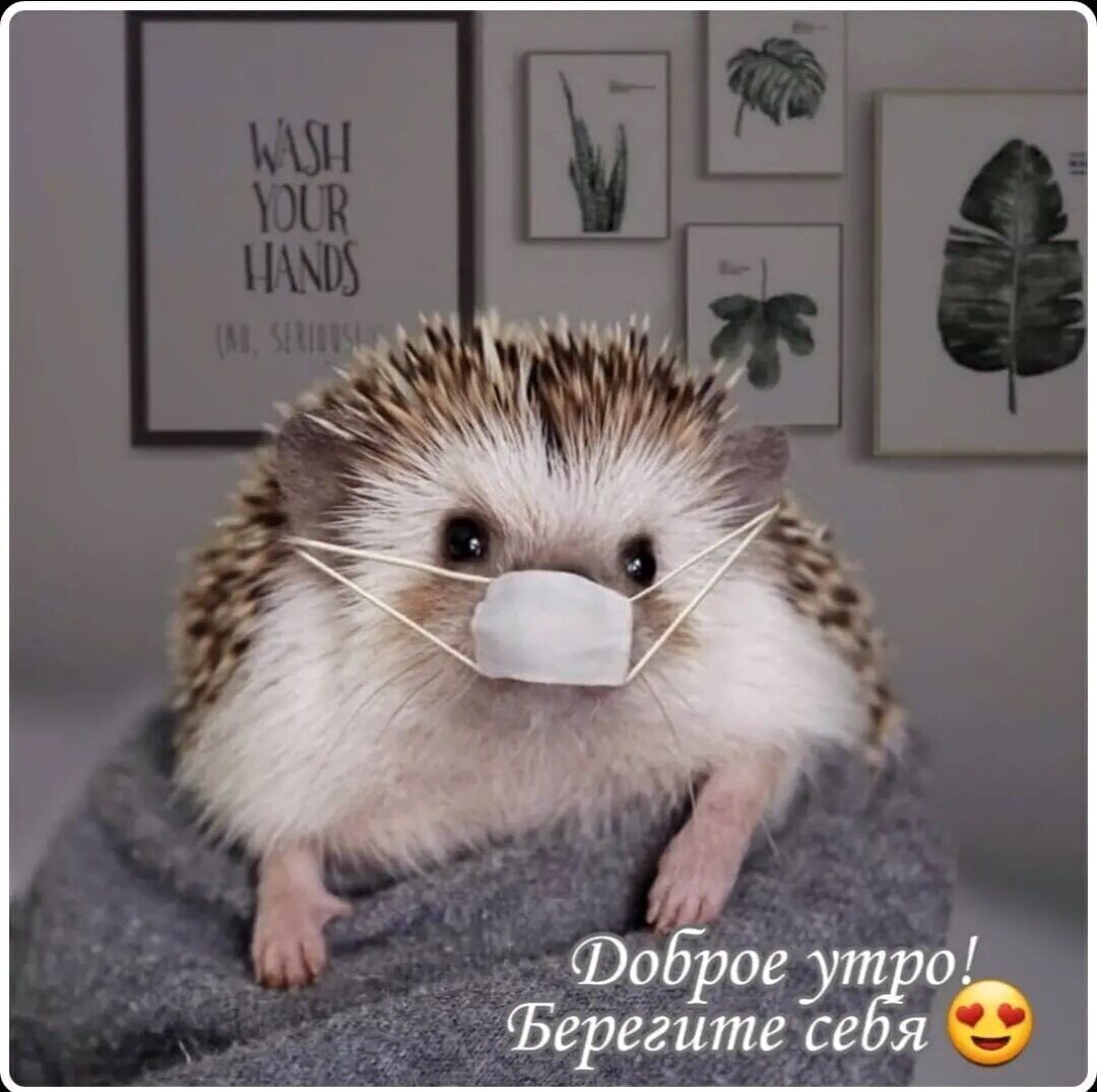 Участник SORVEX    | НашЧат.РФ