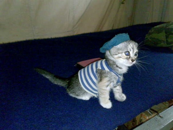 Участник LEON81 ,мужчина   | НашЧат.РФ