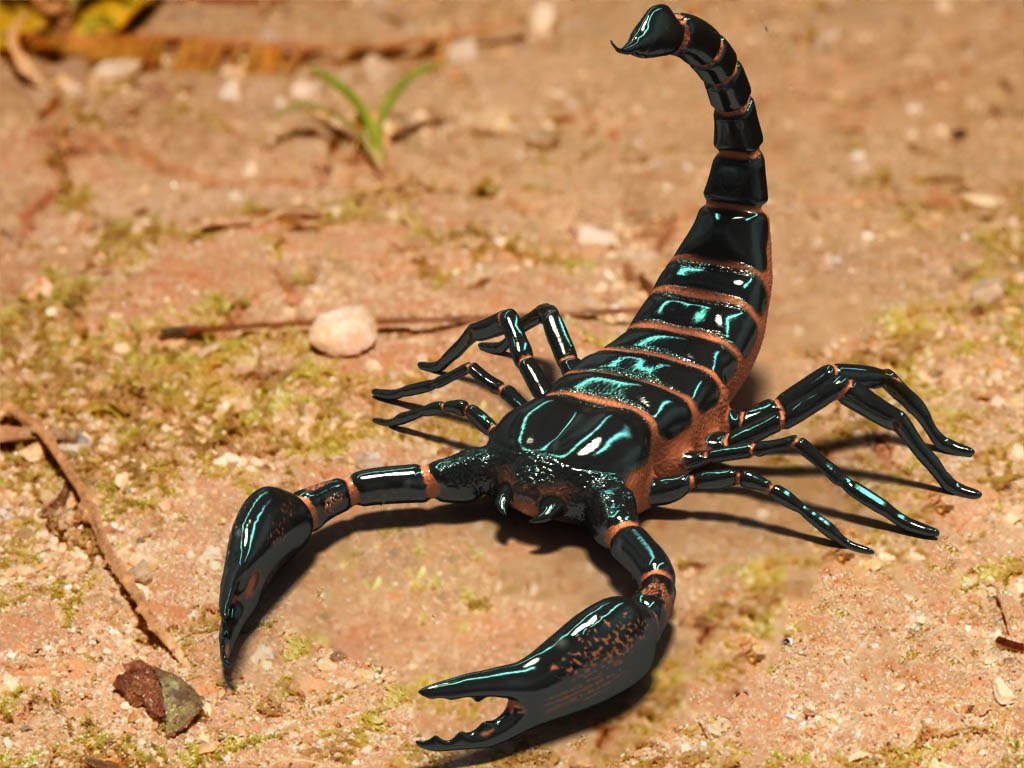 Участник SCORPION(4) ,мужчина   | НашЧат.РФ