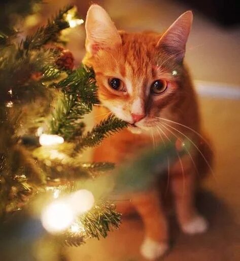 Участник KYCB ,женщина ,29,  | НашЧат.РФ