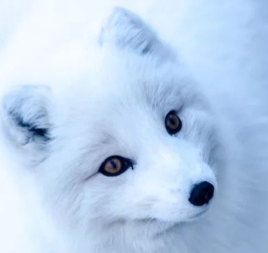 Участник ICEFOX ,мужчина ,26, StPetersburg | НашЧат.РФ
