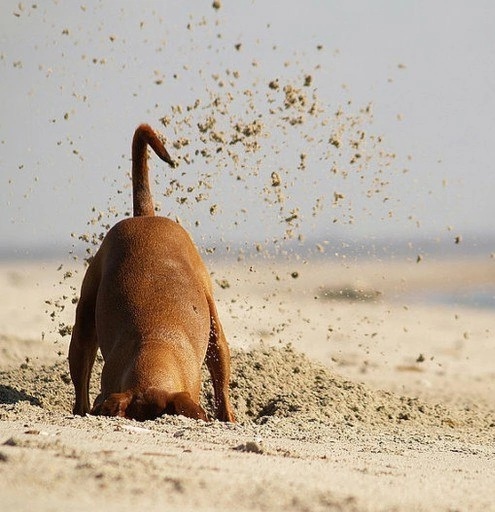 Участник CARLOSCASTANEDA ,мужчина   | НашЧат.РФ