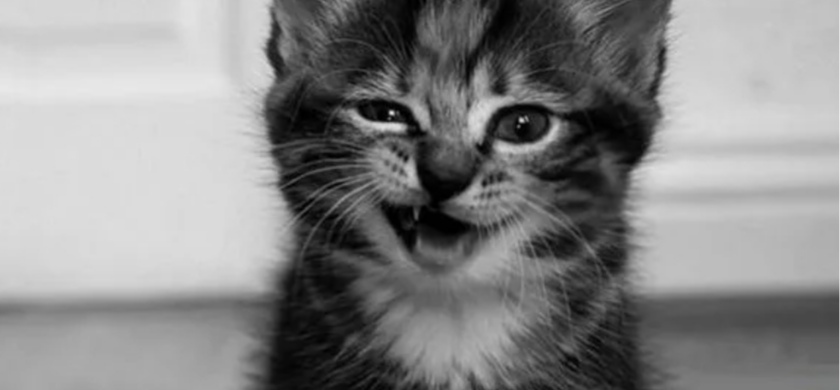 Участник DENIS(2113) ,мужчина ,33,  | НашЧат.РФ